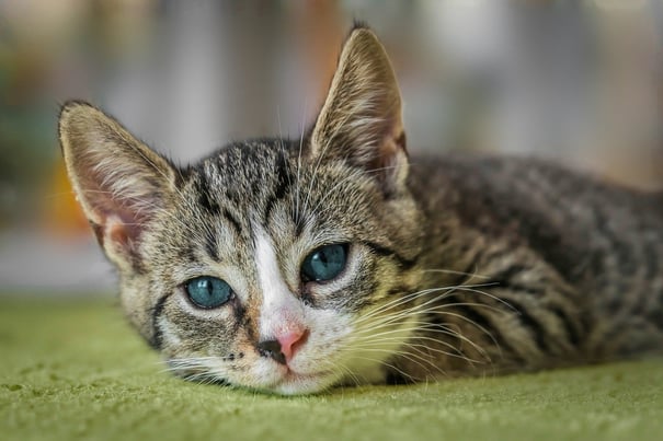 cat image